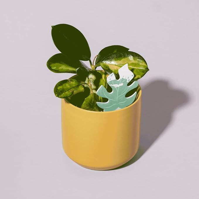 Biodegradable Soil Moisture Meter, Visual Reminder to Water Your Indoor Plants by Unknown