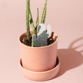 Biodegradable Soil Moisture Meter, Visual Reminder to Water Your Indoor Plants by Unknown