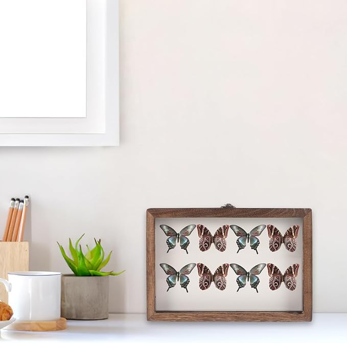 Angoily Wooden Insect Display Case Specimen Box - Image 2