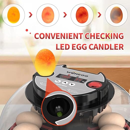incubators for hatching eggs，12 Egg Incubator, egg incubator - Image 7