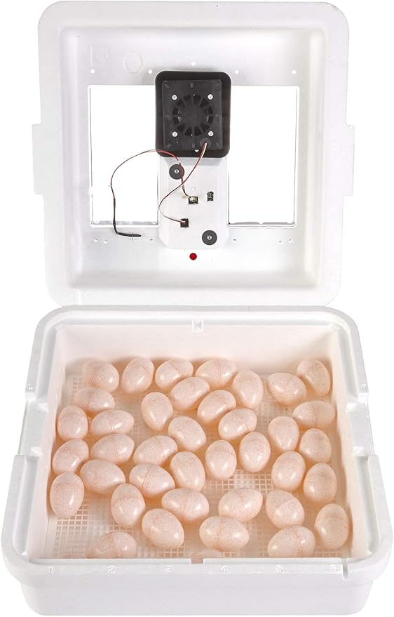 Little Giant® Digital Still Air Incubator | 41 Eggs | Egg Incubator - Image 3