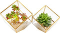 ELEGANTLIFE Glass Geometric Plant Terrarium, Succulent & Air Planter by ELEGANTLIFE