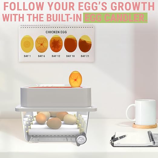 OBI-12 Incubator for Hatching Eggs – 36 Eggs, Stable Temperature & Humidity - Image 4