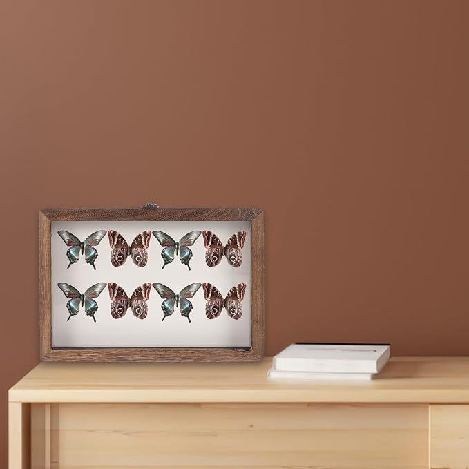 Angoily Wooden Insect Display Case Specimen Box - Image 6