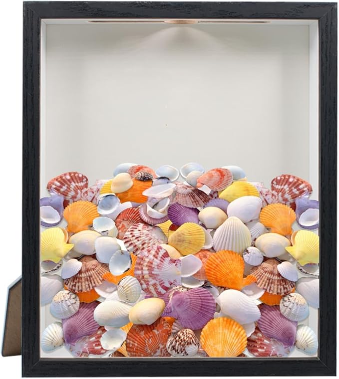 Shell Shadow Box Display Frame by SnowTing