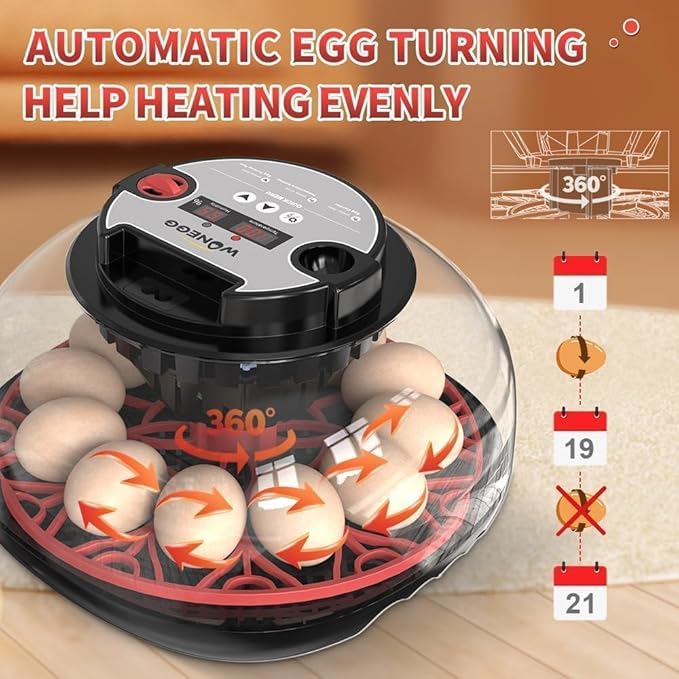 Explore+ 12 Egg Incubator for Beginners, Auto Egg Turning, Real-Time Display - Image 4