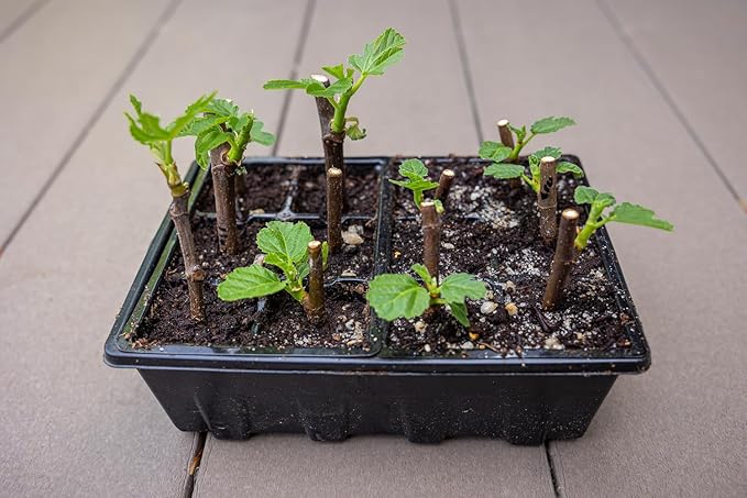 Gardzen 10 Pack Seed Starting Tray, Plant Germination Trays, Seed Starter Kit - Image 5
