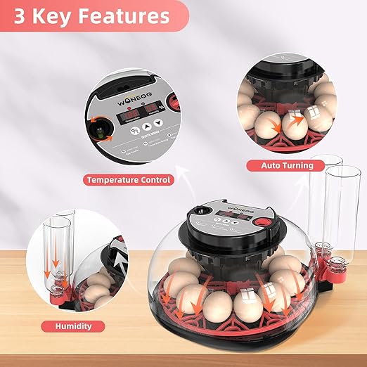 12 Egg Incubator for Hatching Chicken, Quail Eggs – 360° Visible Lid, Automatic - Image 2