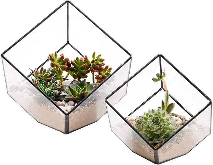 ELEGANTLIFE Glass Geometric Plant Terrarium Container, Flower Pot Tabletop by ELEGANTLIFE