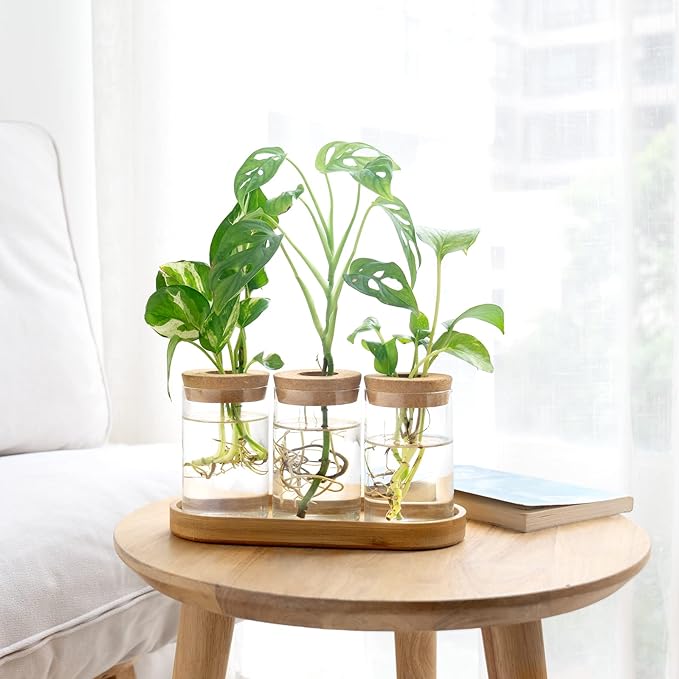 Dahey Plant Propagation Terrarium Desktop Glass Planter Station Water Planting - Image 7