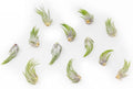 50 Pack Assorted Tillandsia Scaposa/Kolbii Air Plants by TheAirPlantShop