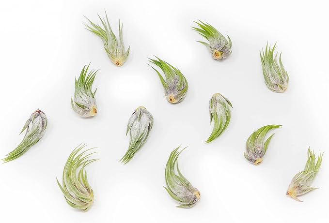 50 Pack Assorted Tillandsia Scaposa/Kolbii Air Plants by TheAirPlantShop