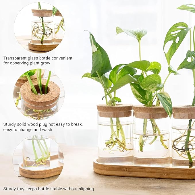 Dahey Plant Propagation Terrarium Desktop Glass Planter Station Water Planting - Image 4