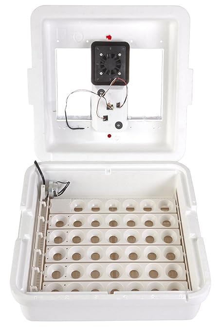 Little Giant® Digital Circulated Air Incubator | 41 Eggs | Egg Incubator - Image 3