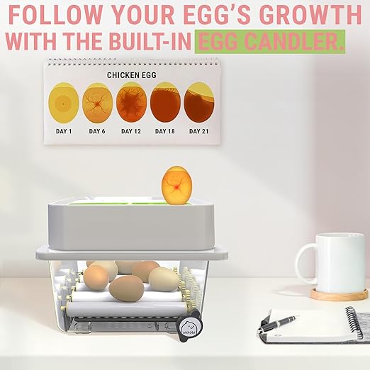 Incubators for Hatching Eggs - Image 3