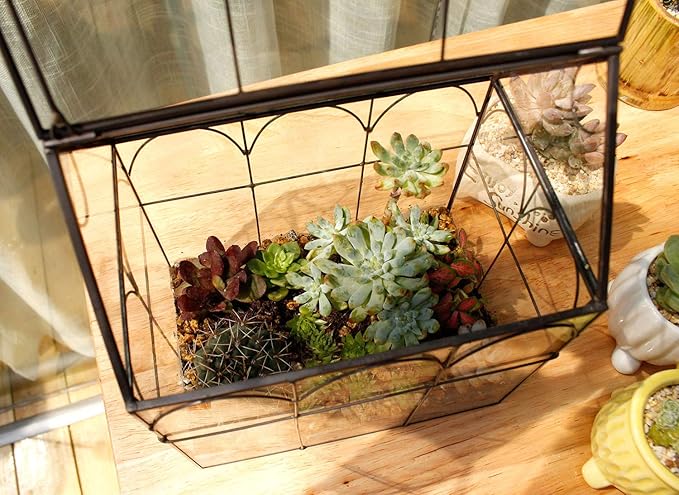 ELEGANTLIFE Glass Geometric Plant Terrarium, Succulent & Air Planter - Image 6
