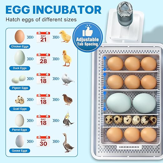 Incubators for Hatching Eggs 15-35 Eggs Incubator - Image 2