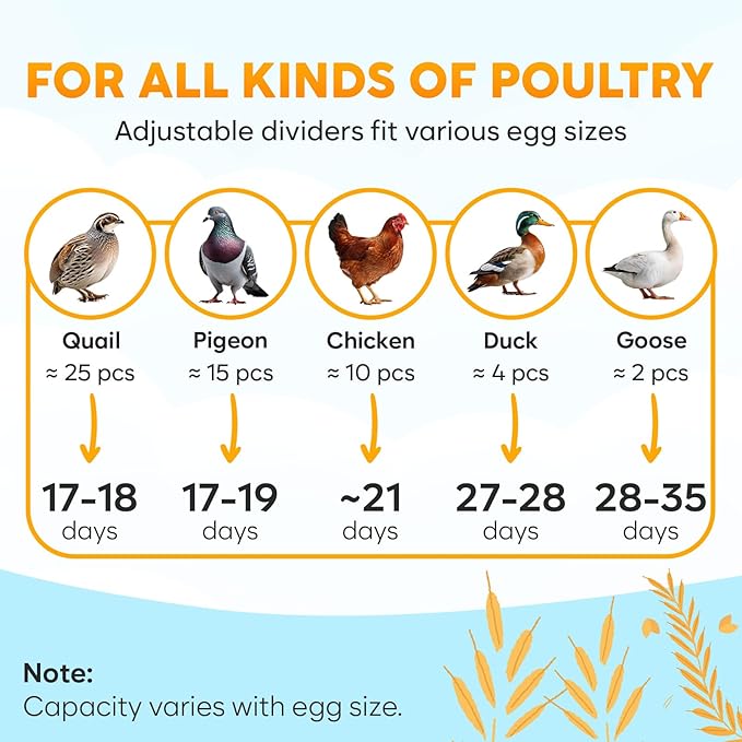 Incubator for Hatching Eggs - Image 6