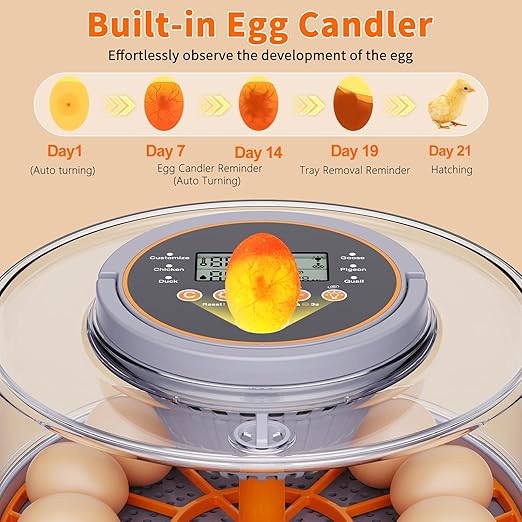 12 Egg Incubators for Hatching Eggs - Image 3