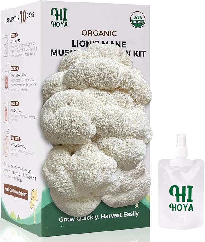 Large Organic Lion's Mane Mushroom Grow Kit by HiHOYA