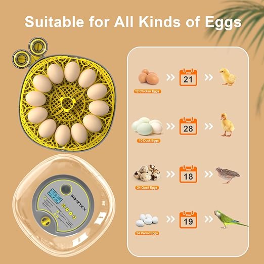 Incubator for Hatching Eggs-12 Egg Capacity, Automatic Egg Turner, Temperature - Image 5