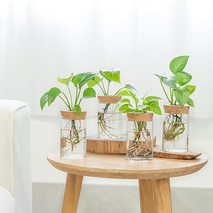 Dahey Plant Propagation Terrarium Desktop Glass Planter Station Water Planting - Image 5