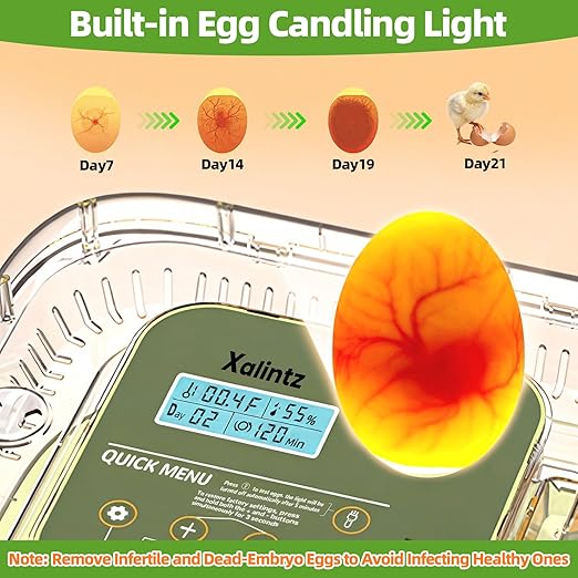 Automatic 12 Egg Incubator - Image 5