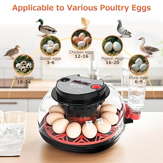12 Egg Incubators for Hatching Eggs Automatic Egg Incubator - Image 4