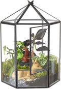 ELEGANTLIFE Glass Geometric Plant Terrarium, Succulent & Air Planter by ELEGANTLIFE