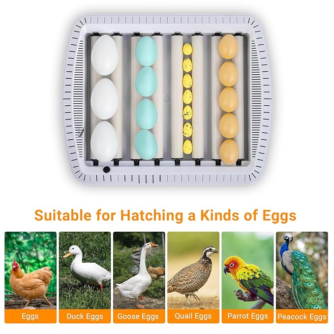 Winado 35 Chicken Incubator for Hatching Eggs, Egg Incubators w/Visual Water - Image 4