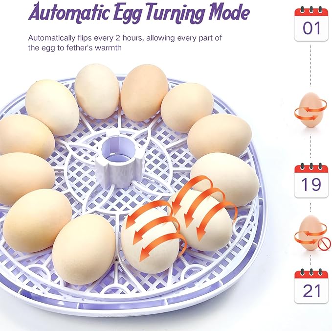 12 Egg Incubators for Hatching Eggs | - Image 2