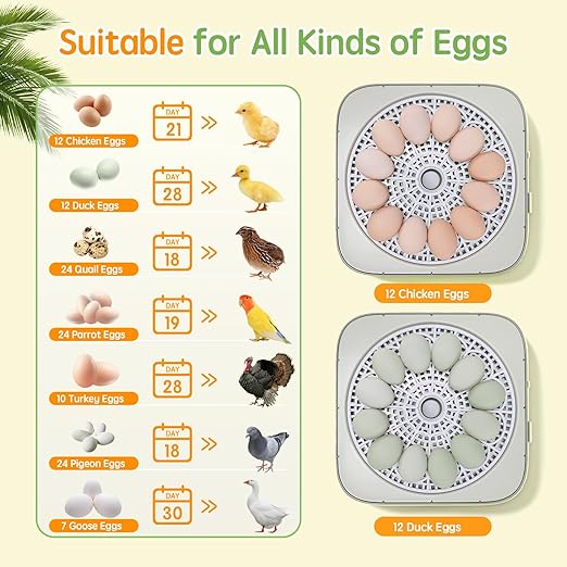 Incubator for Hatching Eggs Automatic Humidity and Temperature Control 12 Eggs - Image 7