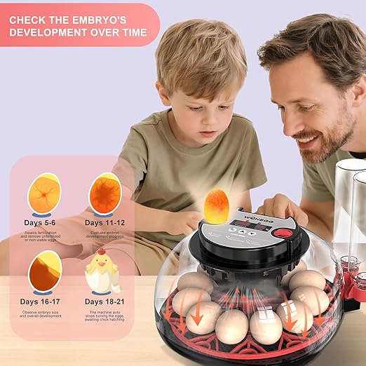 12 Egg Incubator for Hatching Chicken, Quail Eggs – 360° Visible Lid, Automatic - Image 5