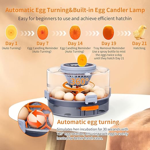 Incubator, Egg Incubator, Incubator - Image 3