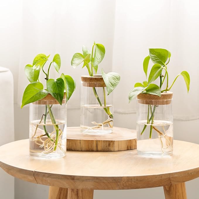 Dahey Plant Propagation Terrarium Desktop Glass Planter Station Water Planting - Image 6