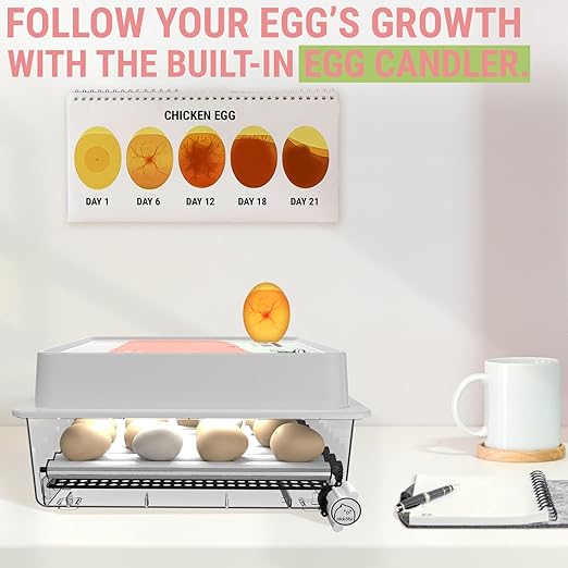 OBI-36 Egg Incubator for Hatching - Image 3