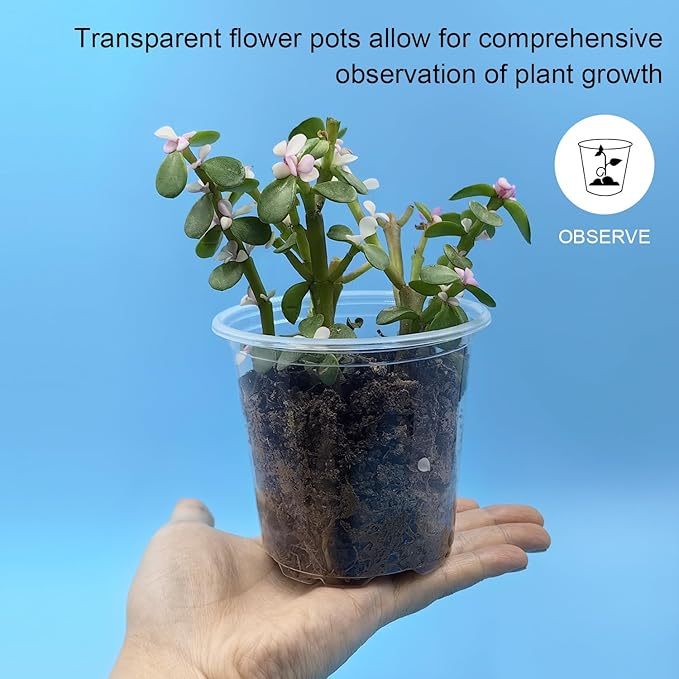 50p 3.5" Clear Nursery Pots - Image 3