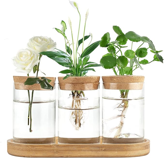 Dahey Plant Propagation Terrarium Desktop Glass Planter Station Water Planting by Dahey