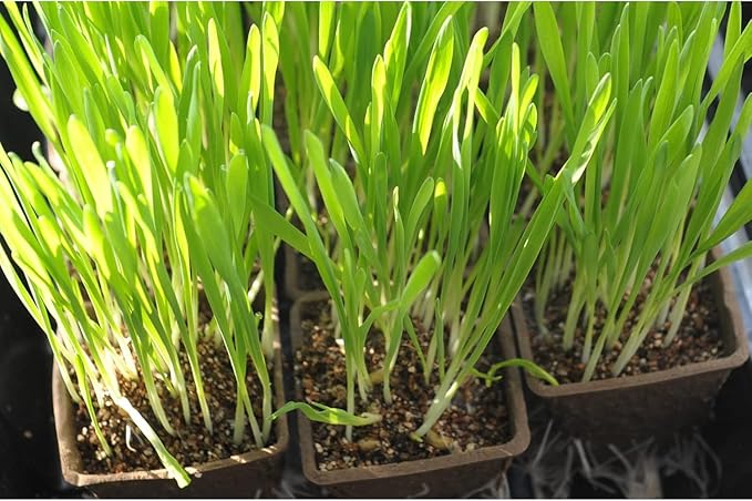 Seed Starter Kit with 100 Peat Pots - Image 7