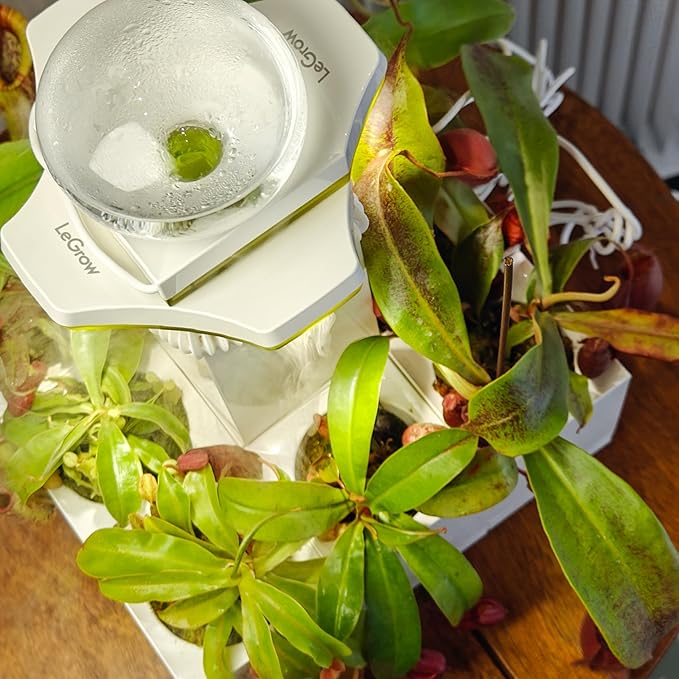 LeGrow Nepenthes Terrarium System – Pitcher Plant Planter - Image 5