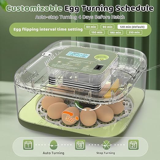 Incubators for Hatching Eggs 12 Egg Digital Egg Incubator Precision Auto Temp - Image 5