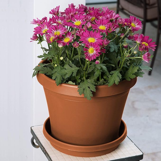 Bloem Terra Resin Saucer Tray: 4.75" Bottom Width - Image 2