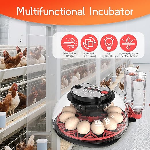 12 Egg Incubator for Hatching Eggs, Automatic Turner - Image 2