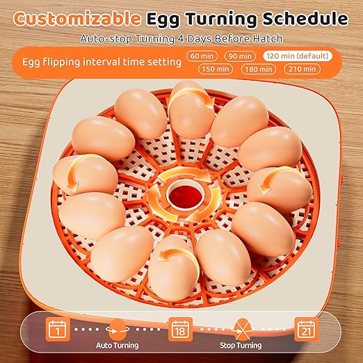 Incubators for Hatching Eggs 12 Egg Digital Egg Incubator Precision Auto Temp - Image 4