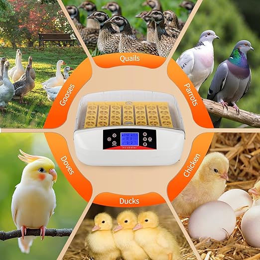 Winado Incubators for Hatching Eggs, 41 Egg Incubator - Image 8