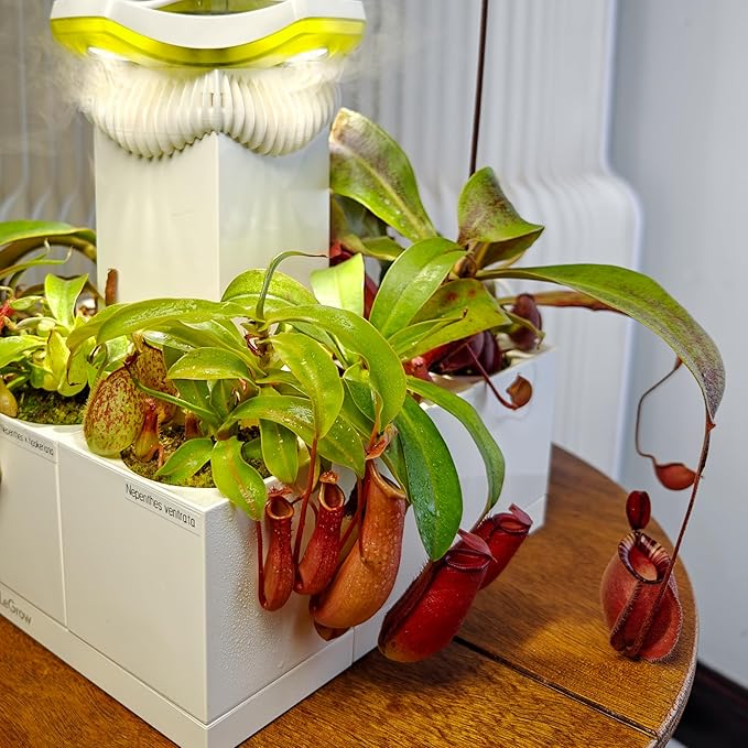 LeGrow Nepenthes Terrarium System – Pitcher Plant Planter - Image 4