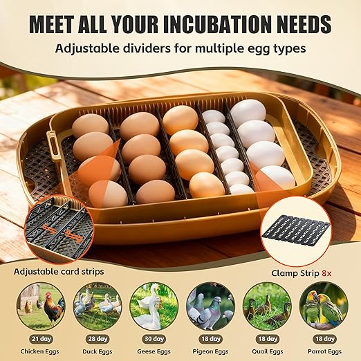 Incubators for Hatching Eggs, 24 Egg Incubator - Image 4