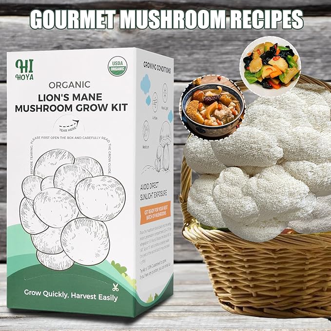 Large Organic Lion's Mane Mushroom Grow Kit - Image 4