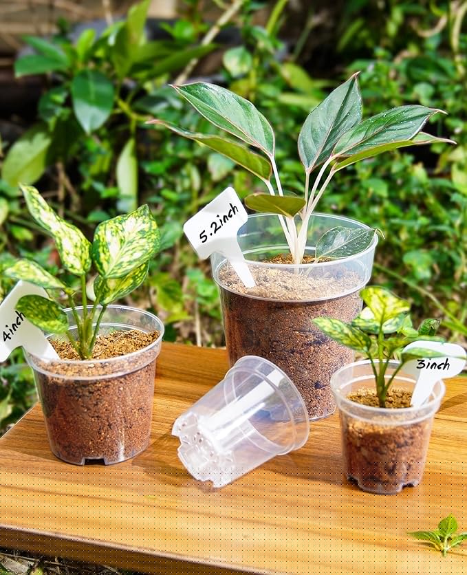 homenote Clear Nursery Pots for Plants, 3 Inch Plant Pot for Planting Plastic - Image 3