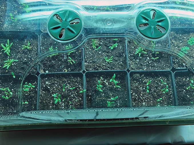 EarlyGrow Domed Propagator - Image 2